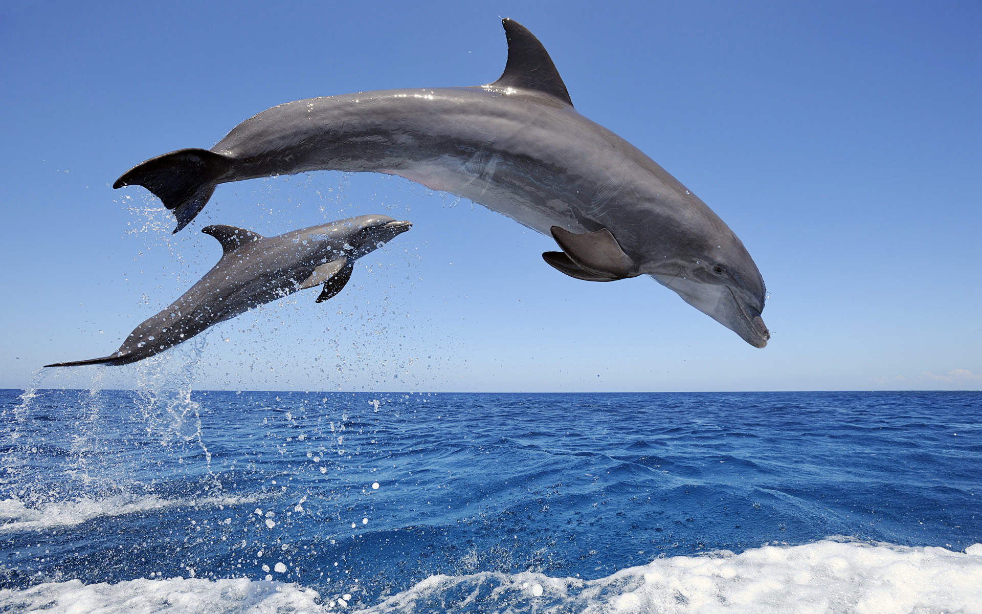 Common Bottlenose Dolphins558303854